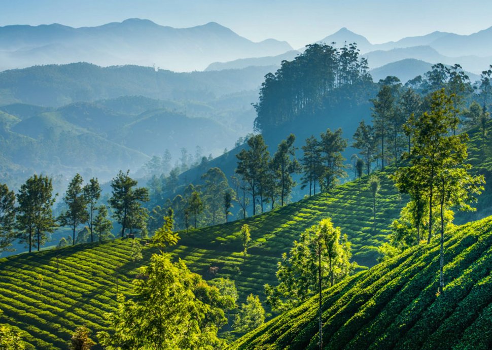 Die endlosen Teeplantagen bieten einen Einblick in den Anbau und die Herstellung. 