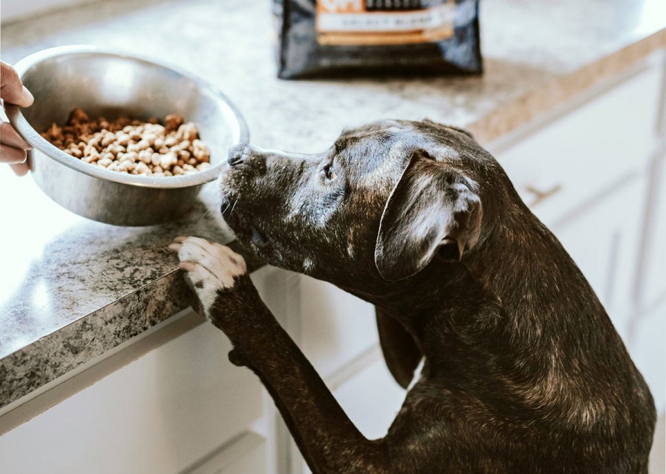 Eine Ausgewogene Ernährung für Hunde ist sehr wichtig. 
