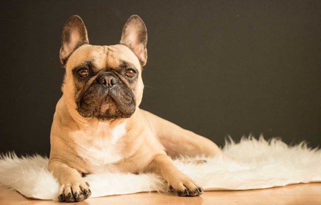 Wie Senioren durch Tiere Wohlbefinden erfahren