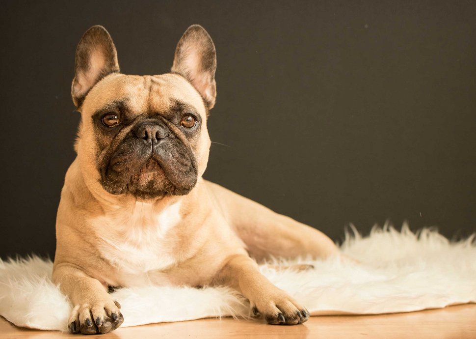 Wie Senioren durch Tiere Wohlbefinden erfahren