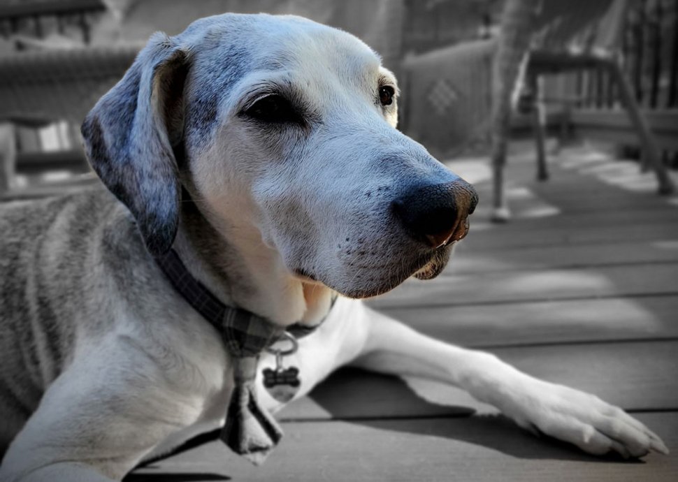 Seniorenhunde brauchen ausgewogene Ernährung. Seniorenhunde brauchen ausgewogene Ernährung.