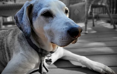 Seniorenhunde brauchen ausgewogene Ernährung. 