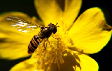 Biodiversität: Wie kann sie geschützt werden? Biodiversität: Wie kann sie geschützt werden?