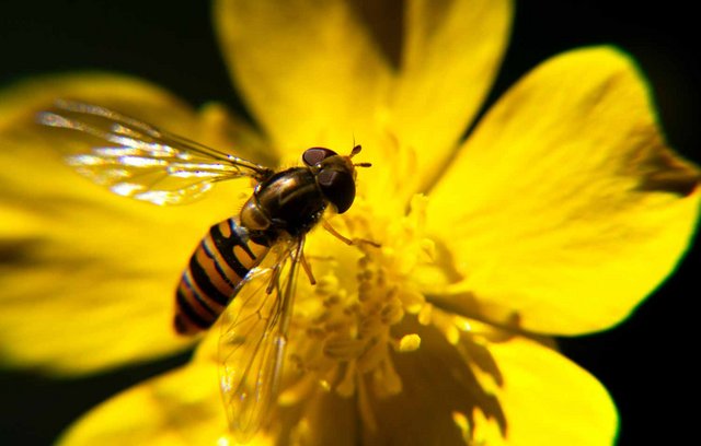 Biodiversität: Wie kann sie geschützt werden?