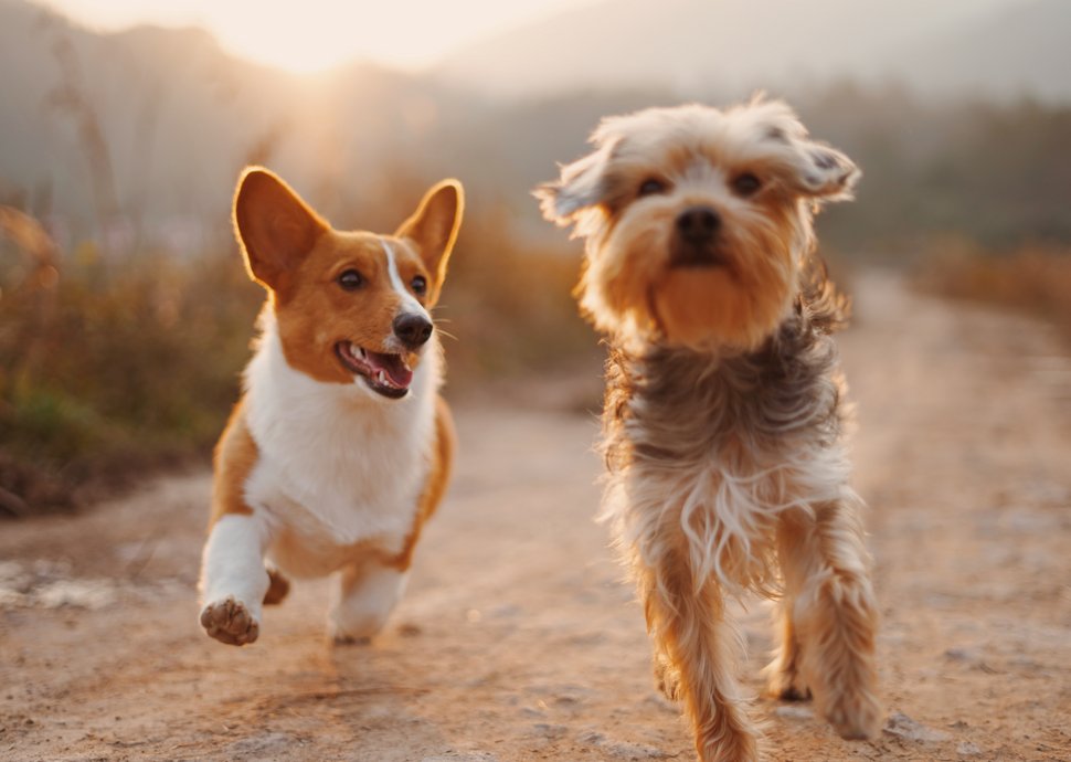 Der beste Freund und treue Begleiter Hunde sind ziemlich beste Freunde... für immer