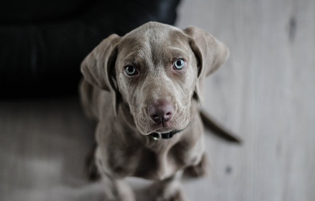 Hund, Alter, graue Schnauze, Altersheim