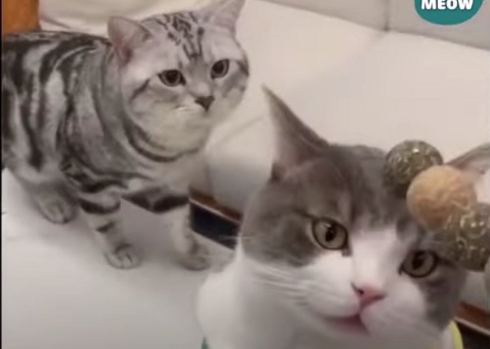 Katzen, Videos, Haustiere, Hunde Katzen, Videos, Haustiere, Hunde