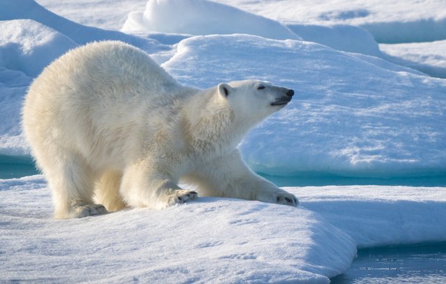Abenteuer auf Spitzbergen