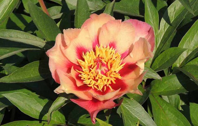 Paeonia Itoh Court Jester