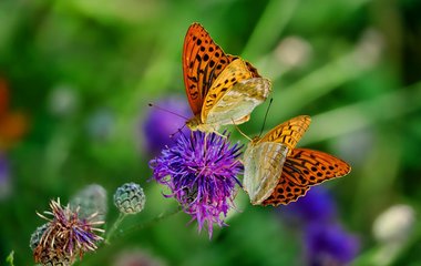 Ein insektenfreundlich gestalteter Garten