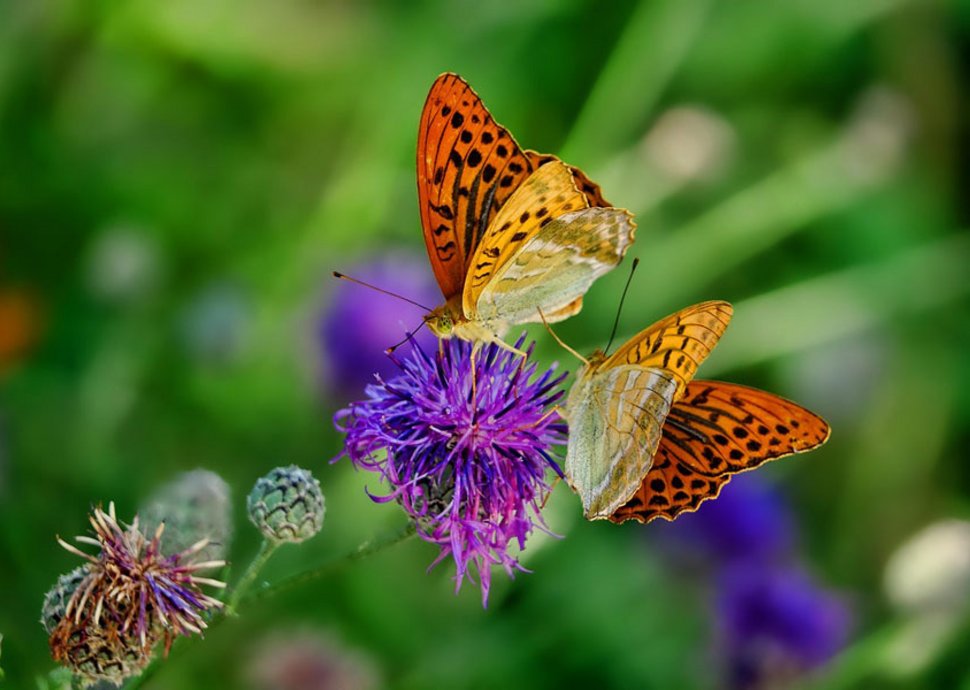 Ein insektenfreundlich gestalteter Garten