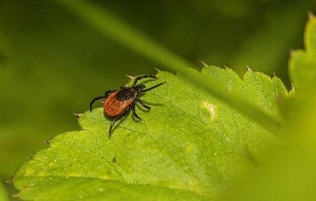 Zur Planung des Naturausflugs gehört auch ein guter Zeckenschutz.