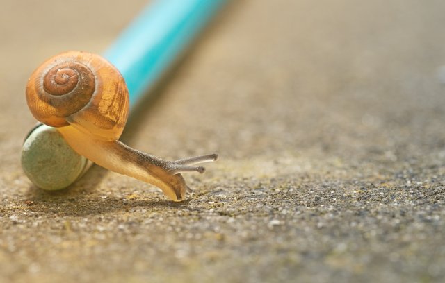 Warum ist es sinnvoll, die Vorzüge der Langsamkeit zu entdecken?