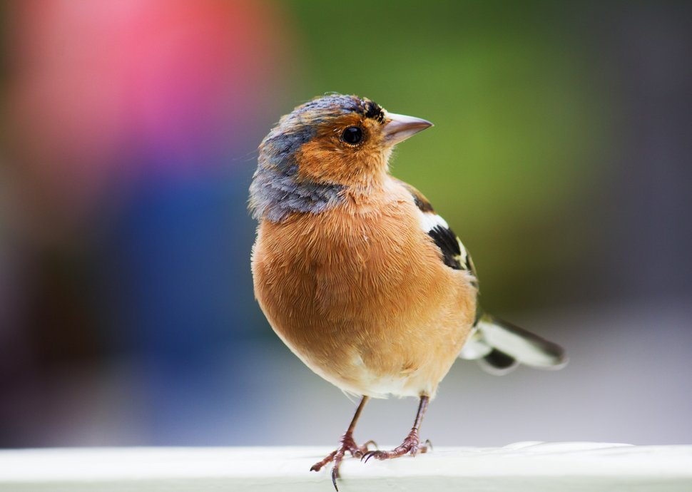 Soll man Vögel im Winter füttern?