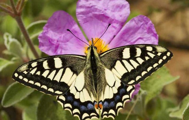 Schmetterlling Schwalbenschwanz