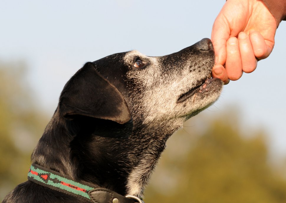 Lebensretter, treuster Freund, Hund, Rettungshund