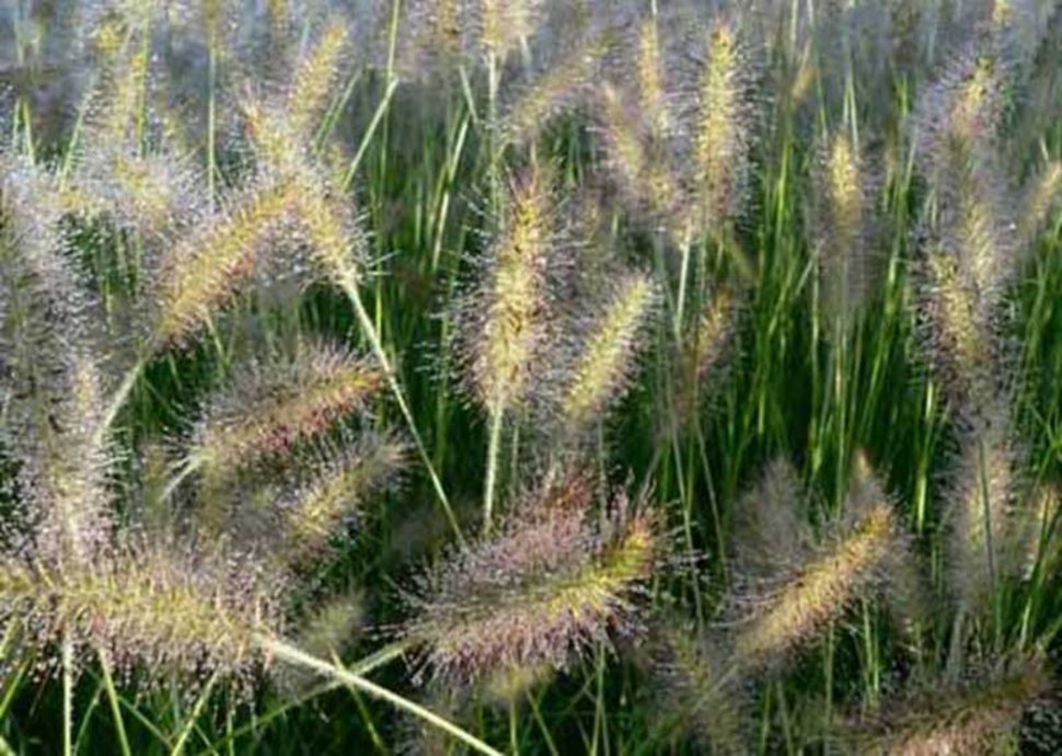 Pennisetum Alopecuroides Gelbstiel