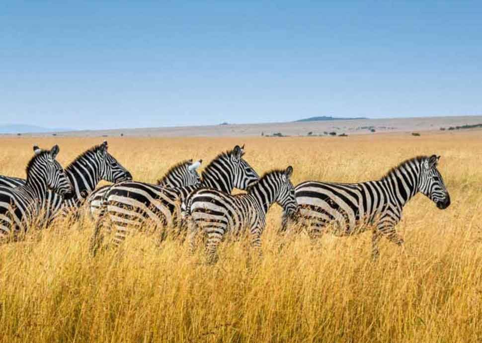 Safari, Reisen, Insekten