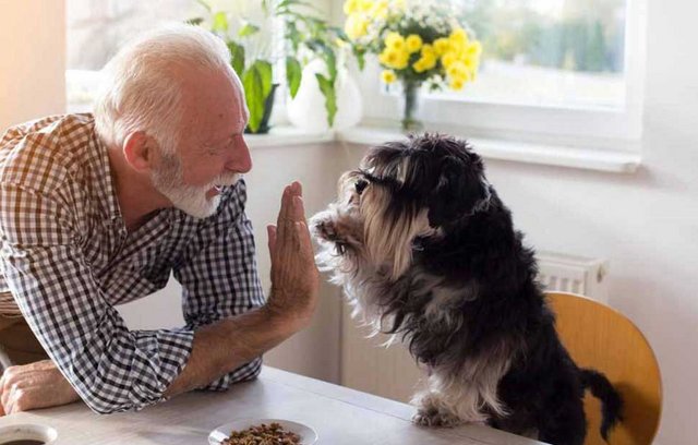 Ein Hund als Haustier - wann bin ich zu alt dafür?