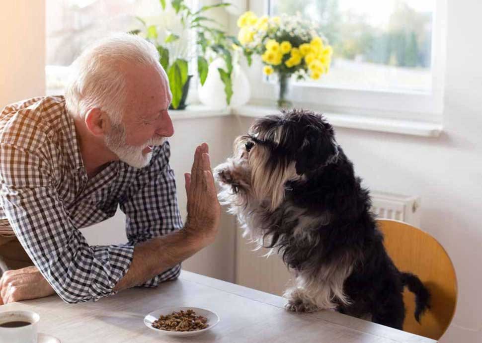 Ein Hund als Haustier - wann bin ich zu alt dafür? Ein Hund als Haustier - wann bin ich zu alt dafür?