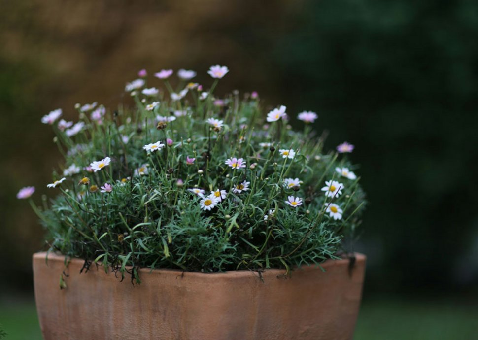 Ein klar strukturiertes Beet nutzt Höhenabstufungen.