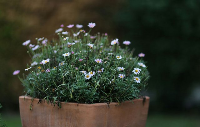 Ein klar strukturiertes Beet nutzt Höhenabstufungen.