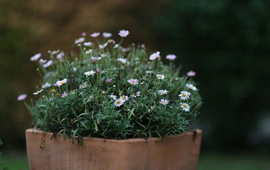 Ein klar strukturiertes Beet nutzt Höhenabstufungen.
