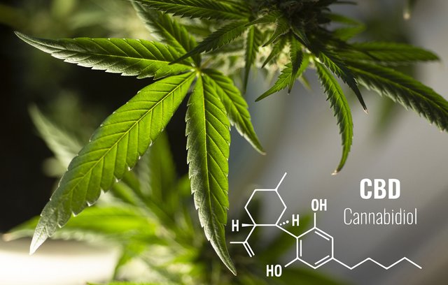 CBD-Produkte dürfen nur 0,2 Prozent an THC Spuren enthalten. 