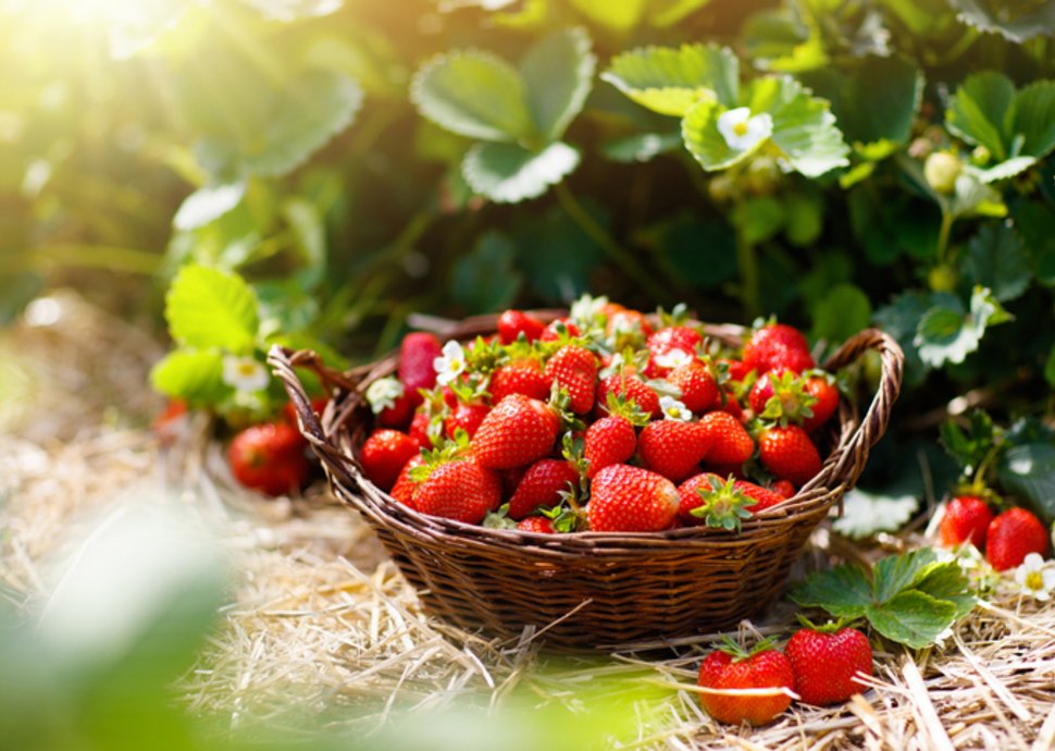 Erdbeeren: Genussvoll abnehmen