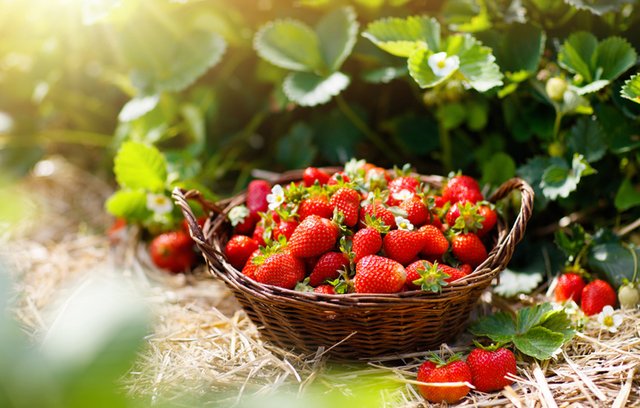 Erdbeeren: Genussvoll abnehmen