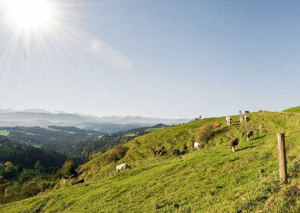 Unverwechselbare Hügellandschaft und traumhafte Wiesen