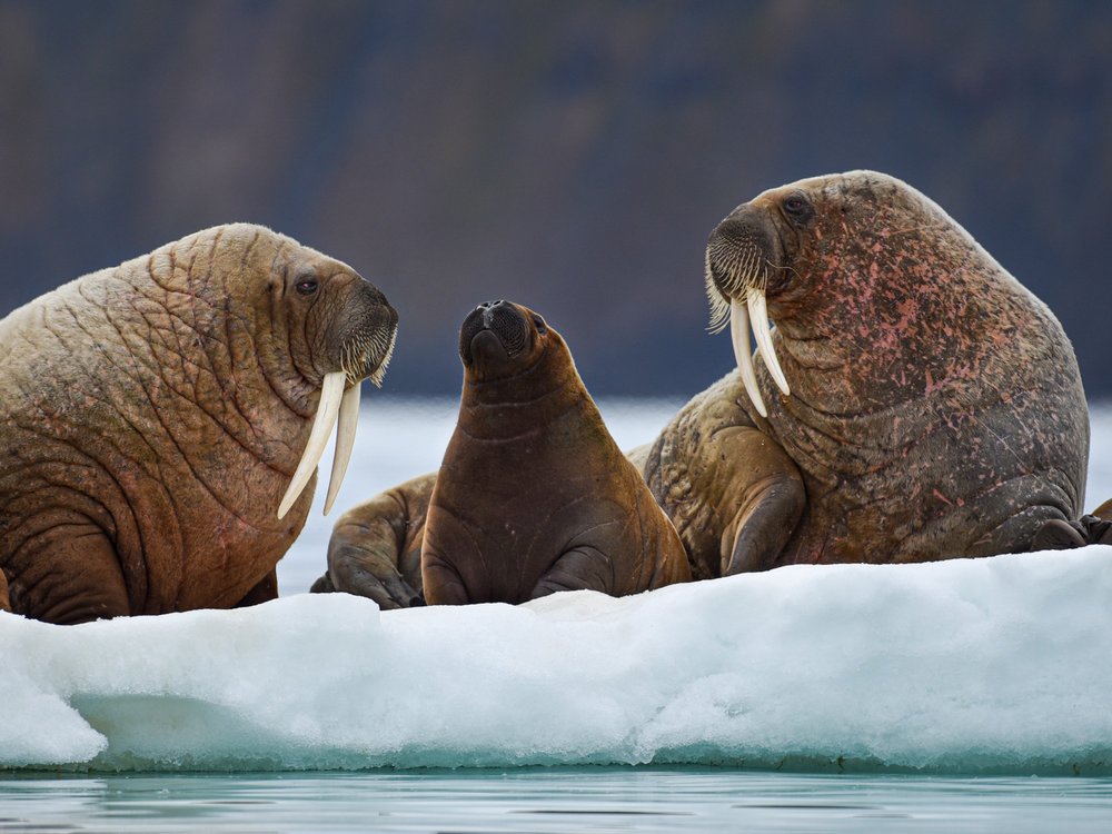Walrosse auf Spitzbergen