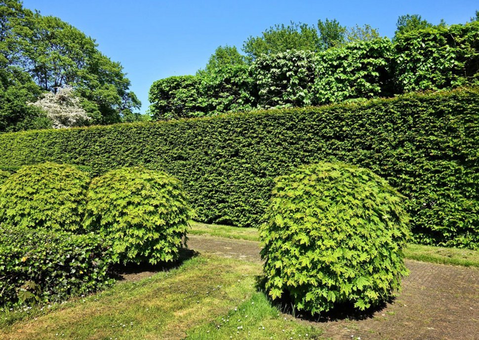 Hecken bieten natürliche Sichtschutzwände. 