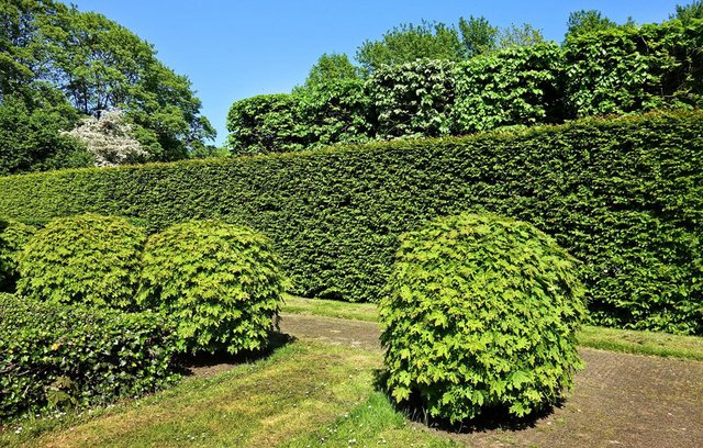 Hecken bieten natürliche Sichtschutzwände. 