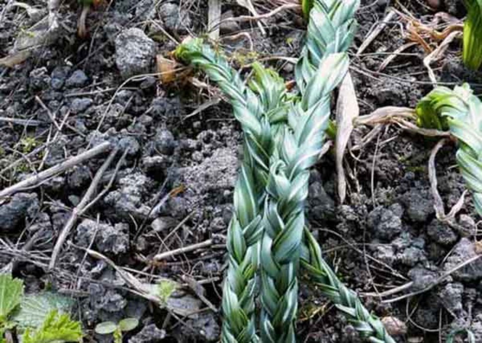 Gartenarbeit fördert die Gedächtnisleistung Gartenarbeit fördert die Gedächtnisleistung