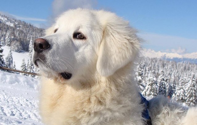 Hund, Haustier, treuster Begleiter, Menschenfreund