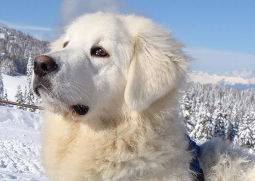 Hund, Haustier, treuster Begleiter, Menschenfreund