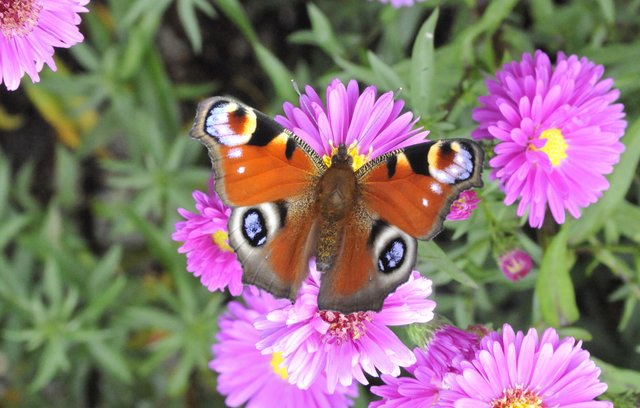 A Butterfly flutters by…