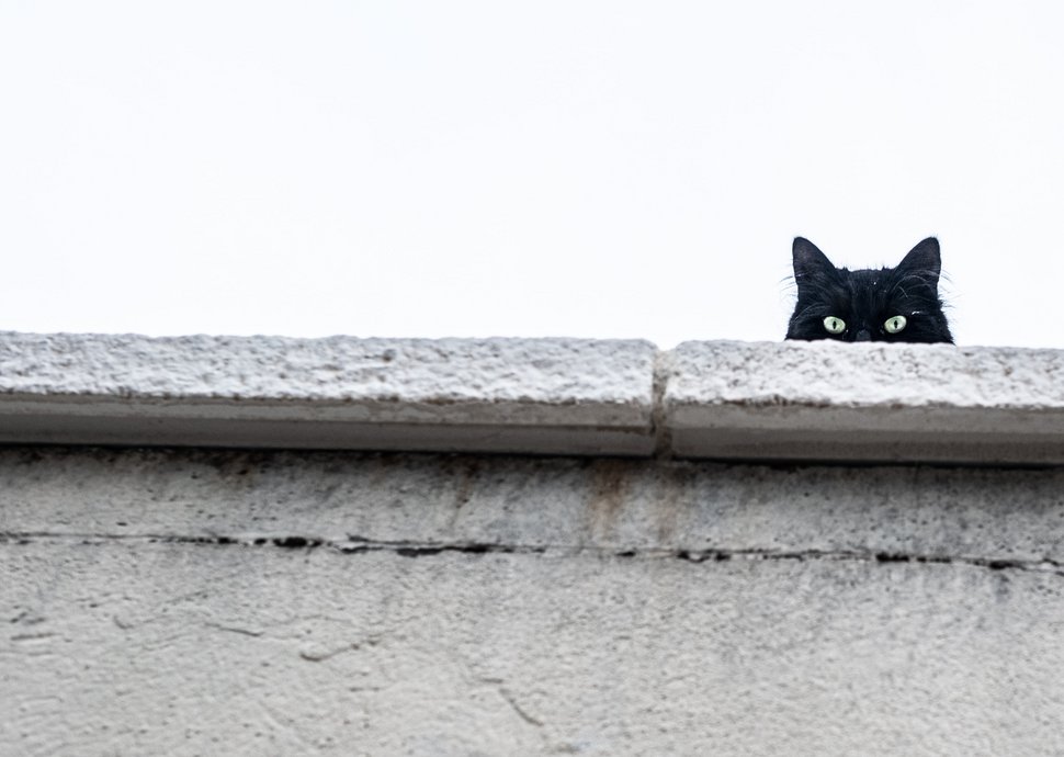 5 Gründe, warum man sich keine Katze anschaffen soll