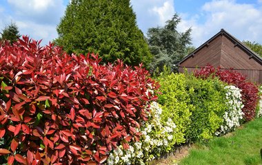 Eine Hecke ist viel mehr als nur ein natürlicher Sichtschutz. 