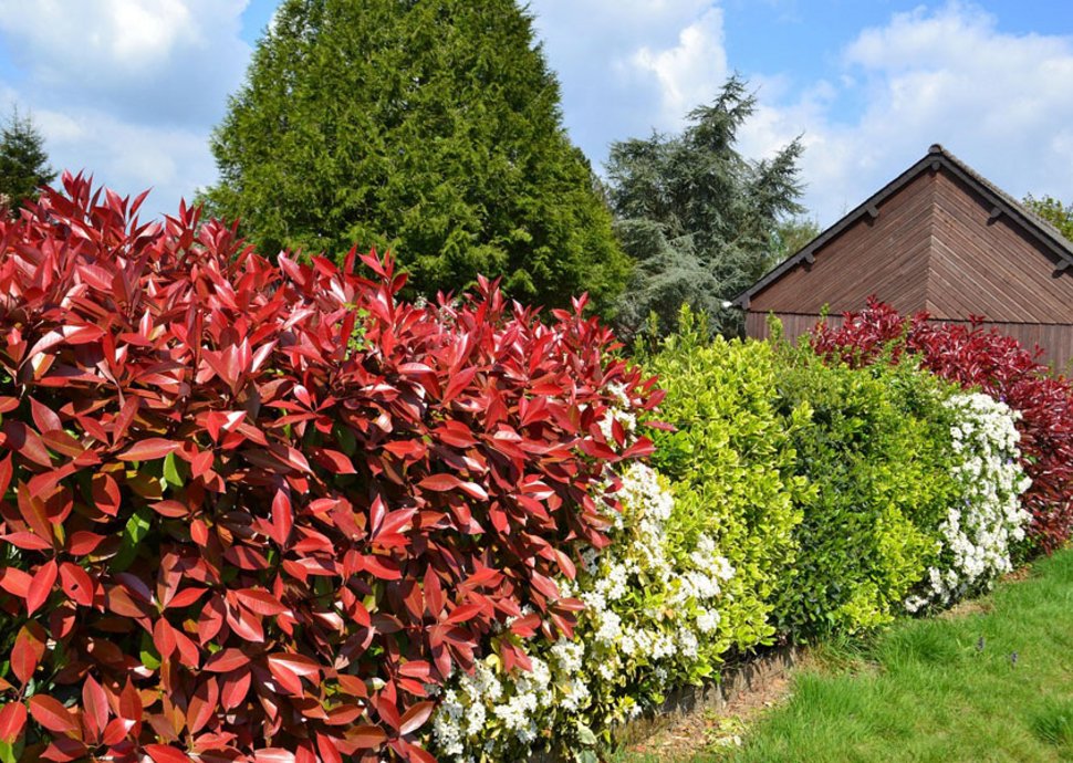 Eine Hecke ist viel mehr als nur ein natürlicher Sichtschutz. 