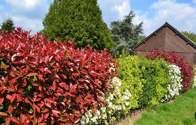 Eine Hecke ist viel mehr als nur ein natürlicher Sichtschutz. 